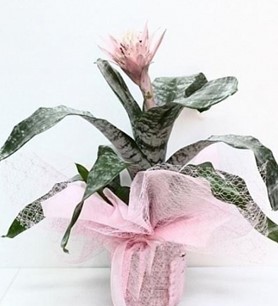 burhaniye çiçekçi , burhaniye çiçek sipariş , aşmeya , gonca